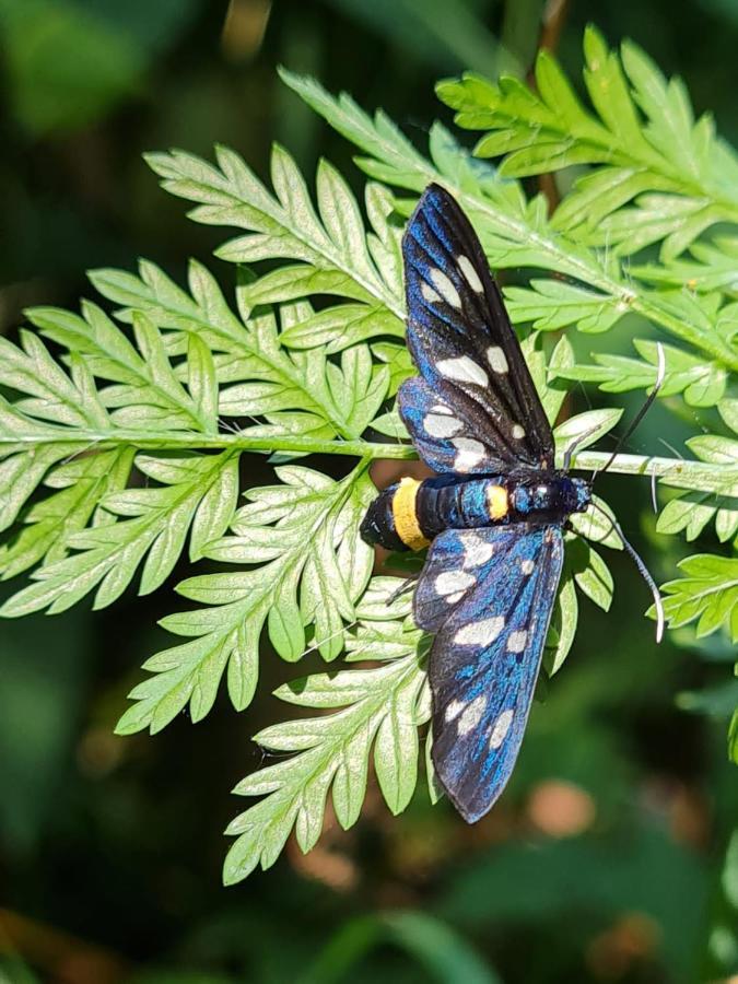 Jugul Taranului Agropensiune Polovragi, Gorj Villa Esterno foto
