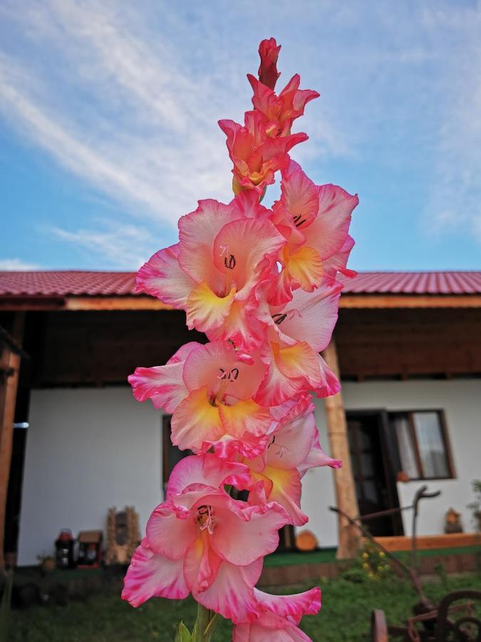Jugul Taranului Agropensiune Polovragi, Gorj Villa Esterno foto